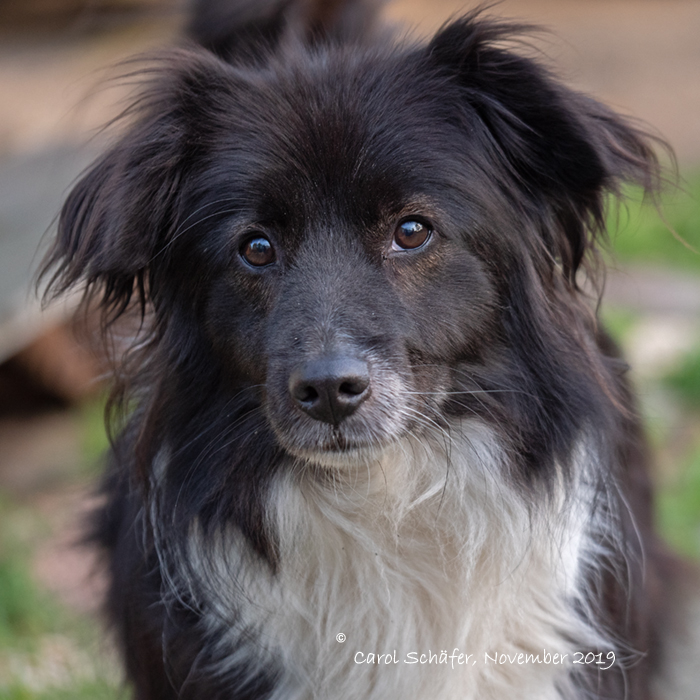 [Vermittelt!] Aljoscha