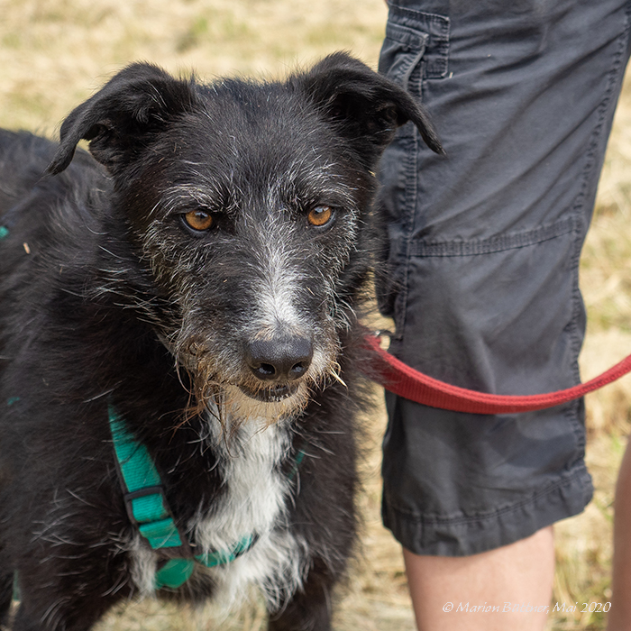 Josip TierRettungsDienstFrankfurt e.V.